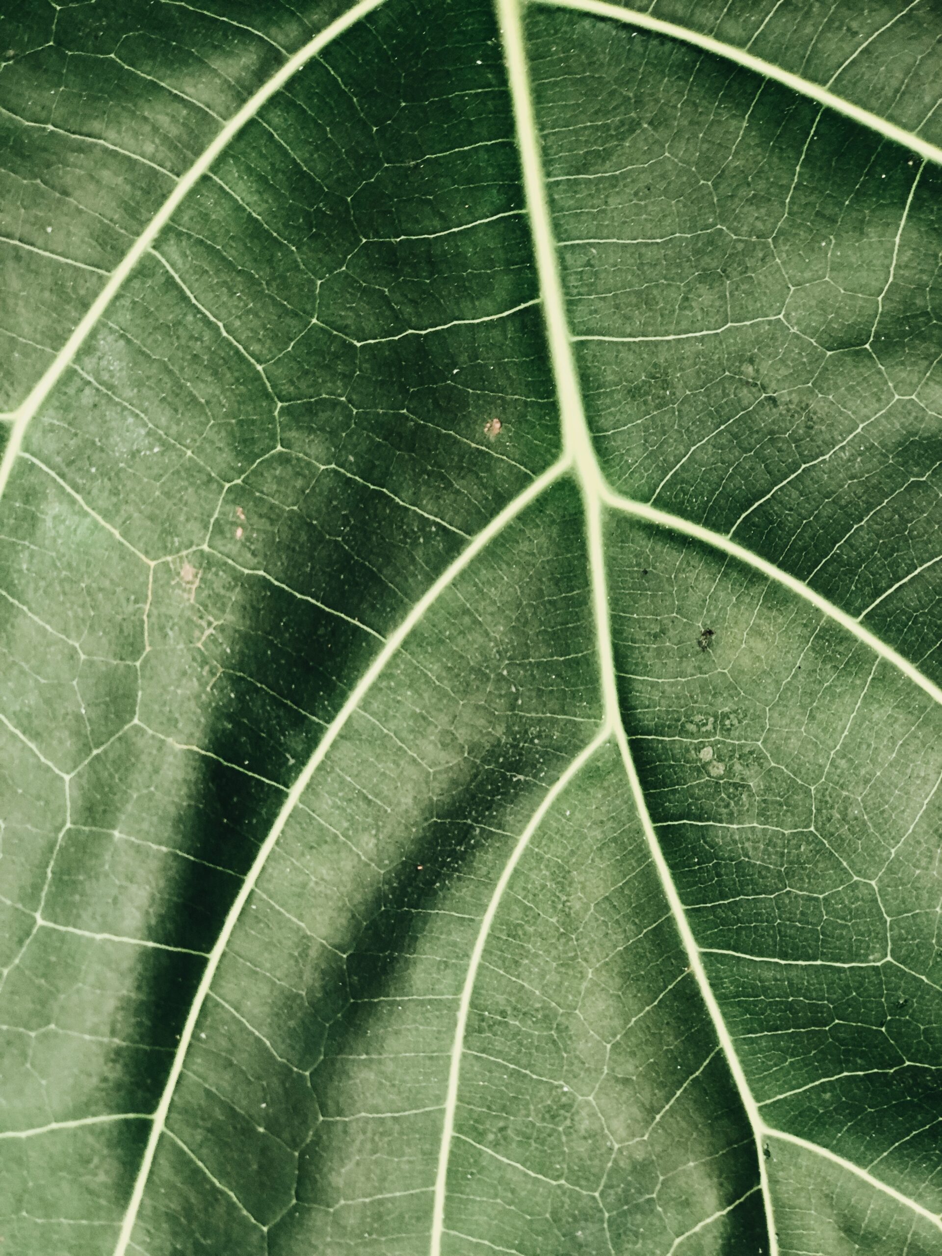 Close-up of leaf